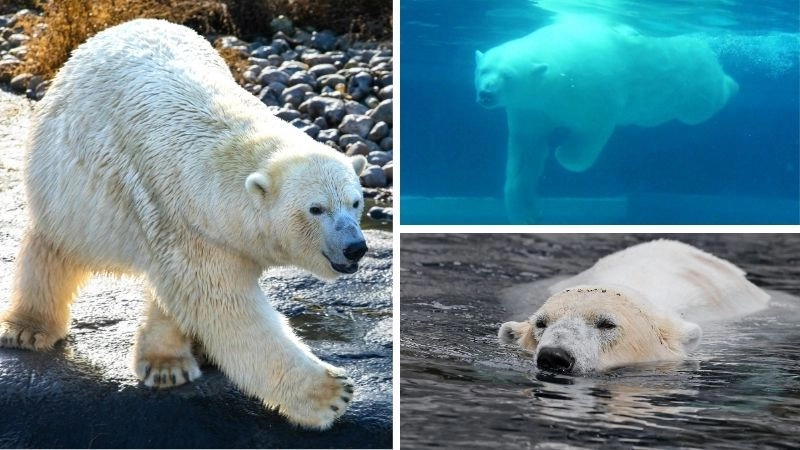 Thích nghi môi trường giúp gấu sống sót nơi khắc nghiệt