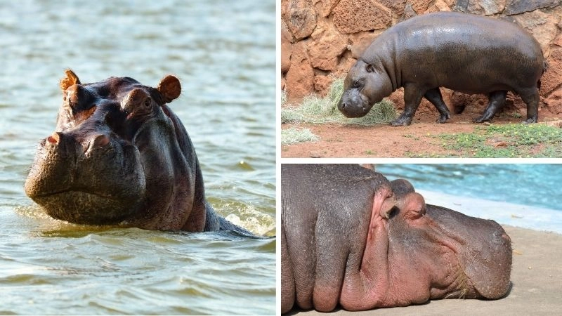 Động vật châu Phi đa dạng trong hệ sinh thái phong phú