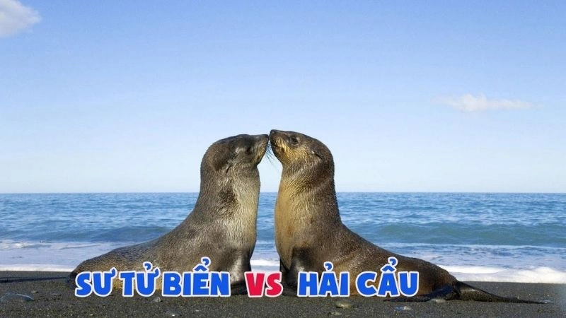 Đặc điểm hải cẩu thích nghi với đời sống biển