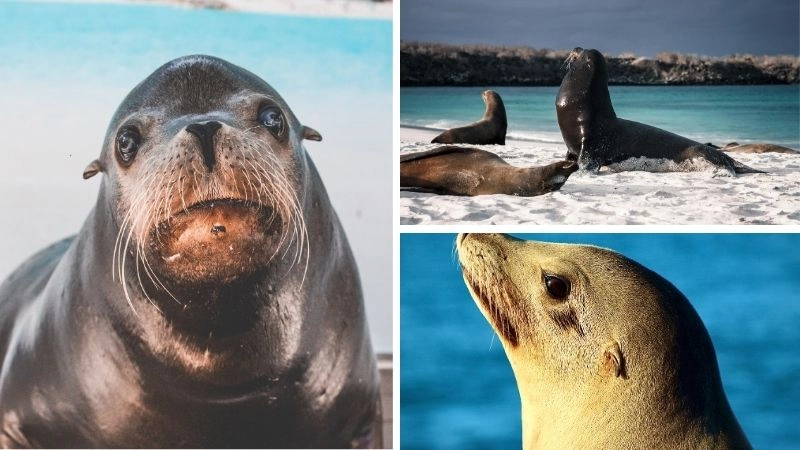 Sư tử biển vua năng động của bờ biển