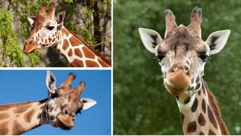 Chế độ ăn hươu giúp duy trì sức khỏe và năng lượng