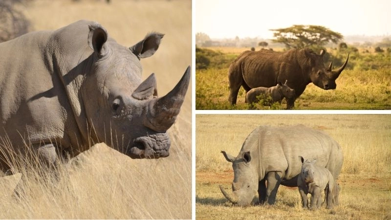 Tê giác trắng và vai trò trong hệ sinh thái