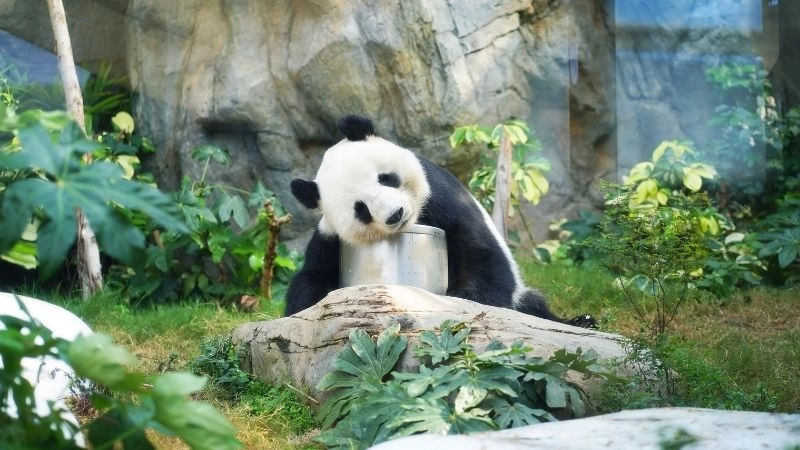 Gấu trúc quý hiếm báu vật của thiên nhiên