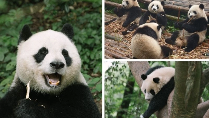 Động vật nguy cấp lời cảnh báo cho Trái Đất