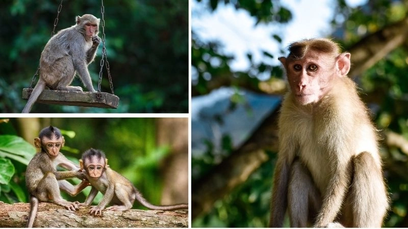 Voọc mũi hếch và vai trò trong hệ sinh thái