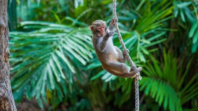 Bảo tồn voọc và các biện pháp thiết thực