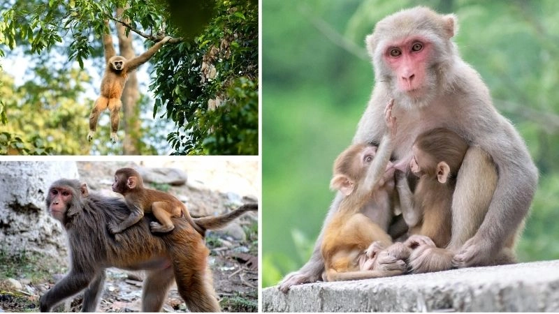 Động vật quý hiếm và đa dạng sinh học