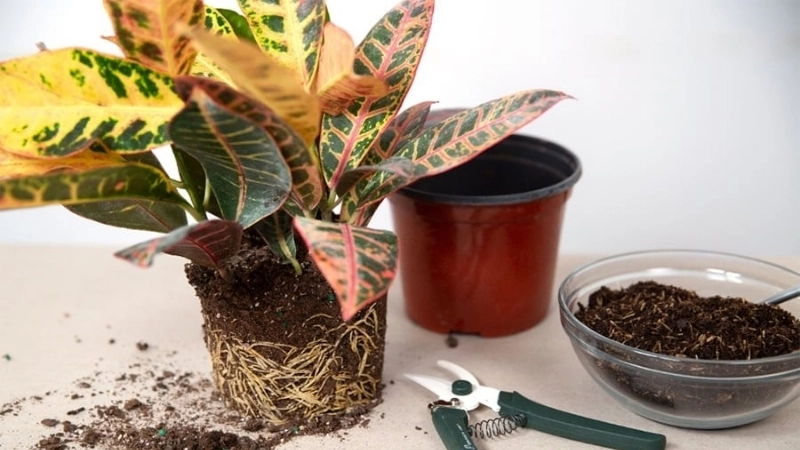 Cắt tỉa và thay chậu đúng thời điểm