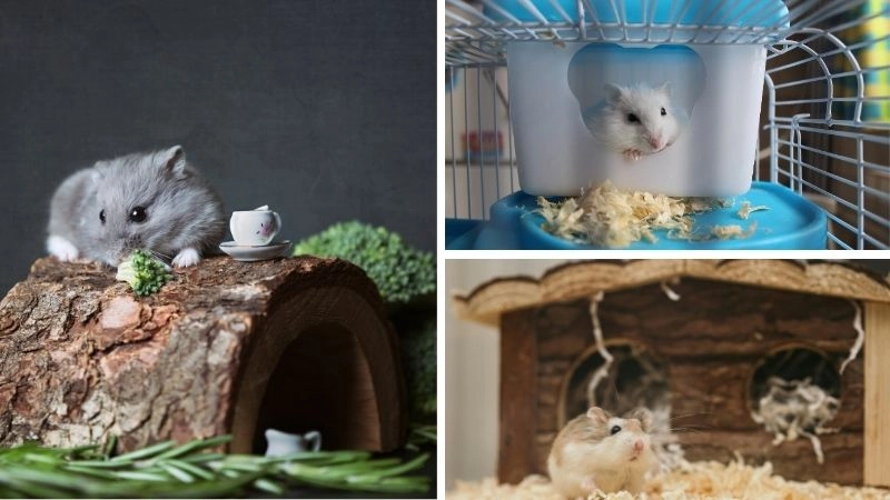 Chăm sóc hamster để duy trì sức khỏe và hạnh phúc lâu dài