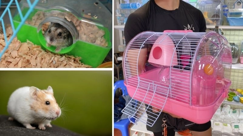 Lồng chuột hamster tạo không gian sống lý tưởng và an toàn
