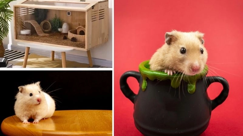 Nuôi hamster đúng cách để chúng luôn vui vẻ và khỏe mạnh