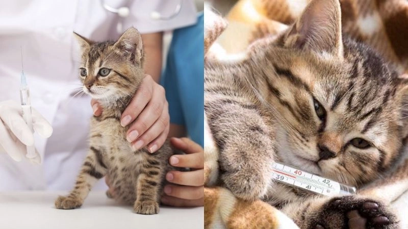 Dấu hiệu mèo bệnh cần chú ý để can thiệp kịp thời
