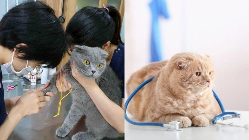 Những bệnh ở mèo phổ biến cần nhận biết sớm để điều trị