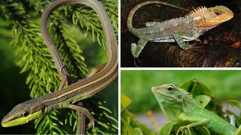 Tái sinh đuôi khả năng kỳ diệu của thằn lằn