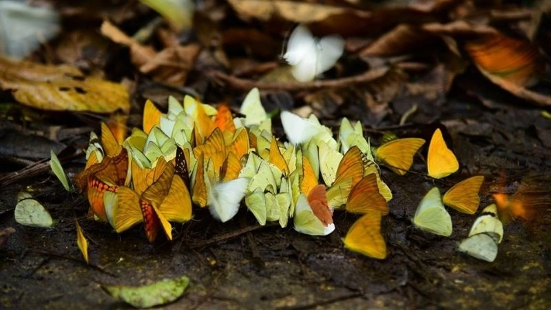 Bướm Morpho biểu tượng ánh kim của rừng mưa