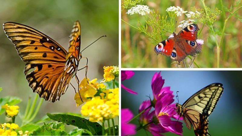 Đặc điểm bướm thích nghi với môi trường sống