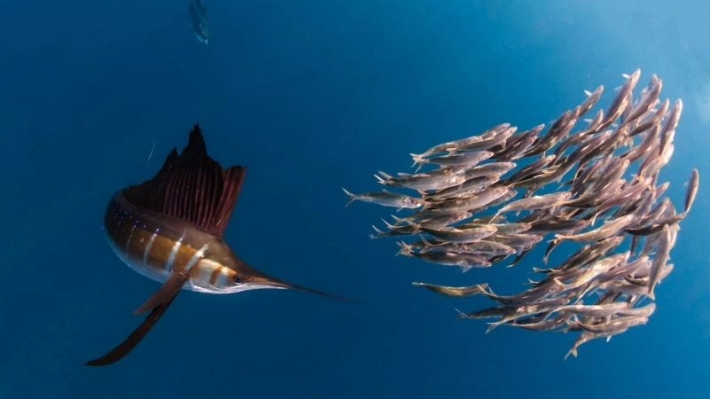 Tốc độ cá sức mạnh di chuyển dưới nước