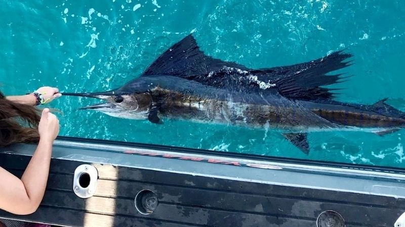 Cá nhanh nhất vua tốc độ của đại dương