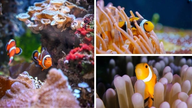 Hệ sinh thái biển nền tảng sự sống đại dương