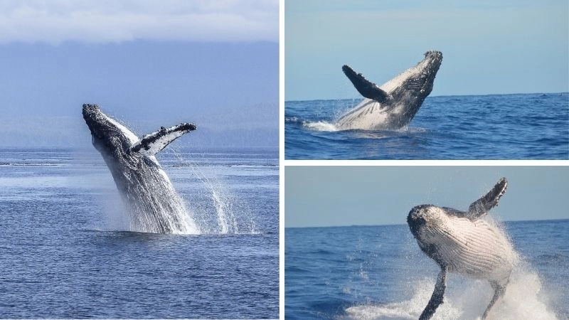 Cá voi lưng gù và vai trò trong đại dương