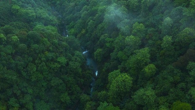 Cây rừng nhiệt đới và vai trò hấp thụ CO2 giữ vai trò then chốt khí hậu