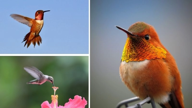 Chim ăn mật hoa và vai trò sinh thái