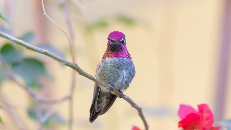 Chế độ ăn chim và đa dạng sinh học