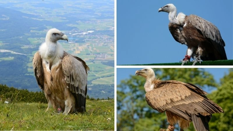 Kền kền Ruppell và vai trò sinh thái