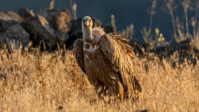 Bay cao nhất và thích nghi đặc biệt