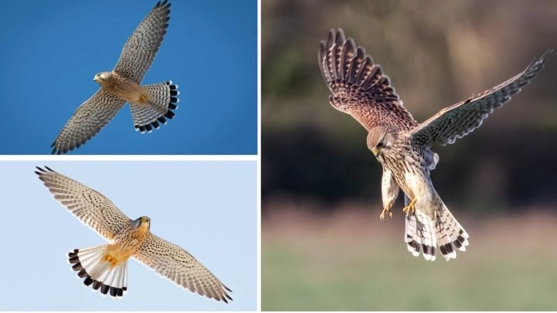 Tốc độ chim biểu tượng của sự nhanh nhẹn tự nhiên