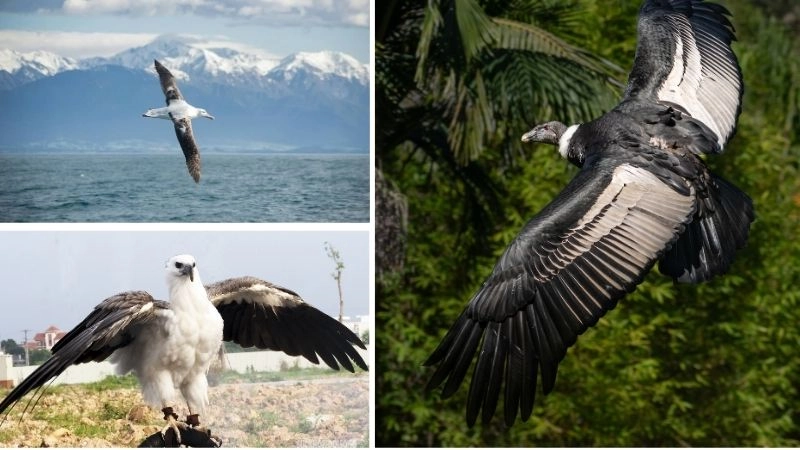 Sải cánh chim hải âu sức mạnh bay lượn bầu trời