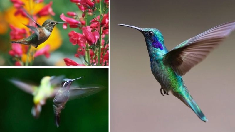 loai-chim-nao-co-the-bay-lui