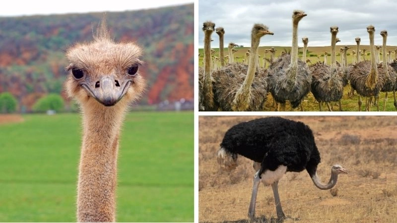 Đặc điểm chim và đa dạng sinh học