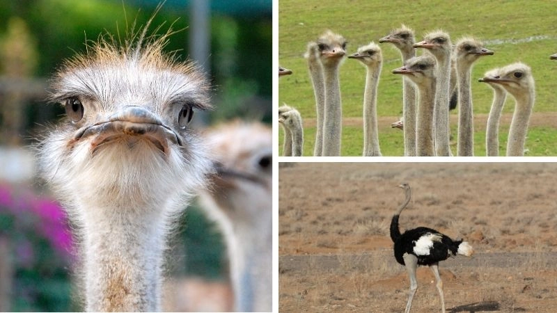 Đà điểu và vai trò trong hệ sinh thái