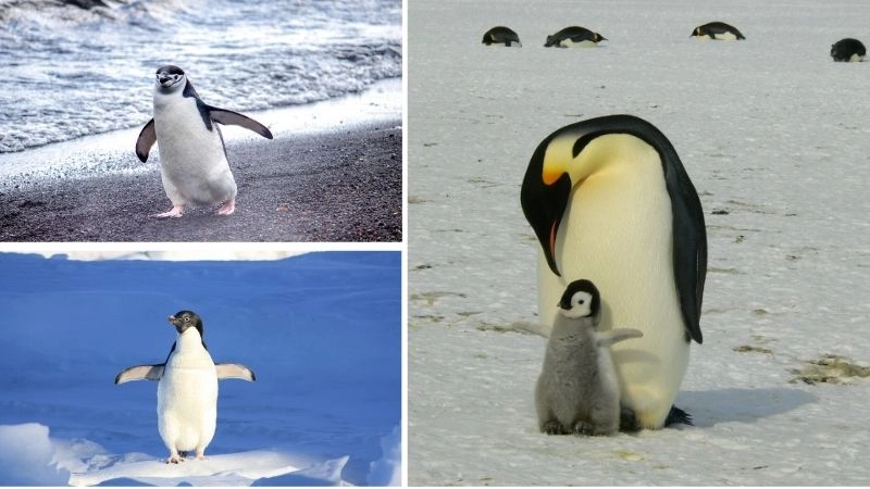 Đặc điểm chim sự đa dạng của thế giới chim