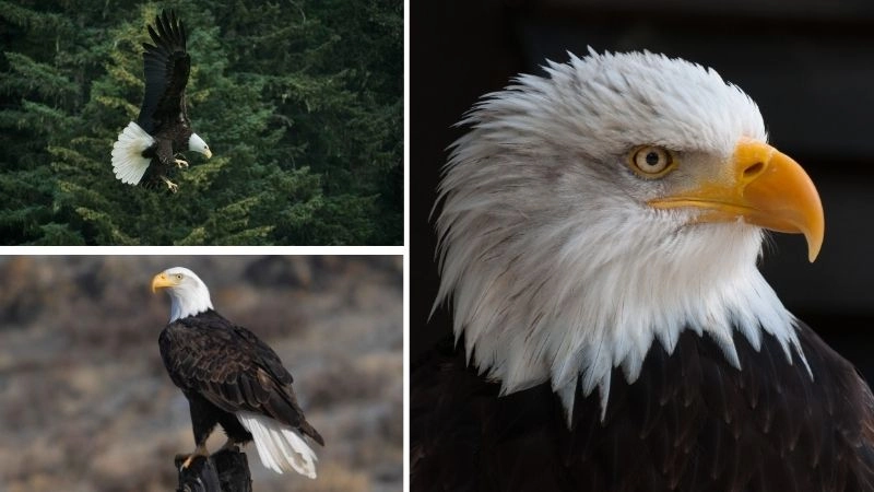 Đại bàng đầu trắng chúa tể bầu trời Mỹ