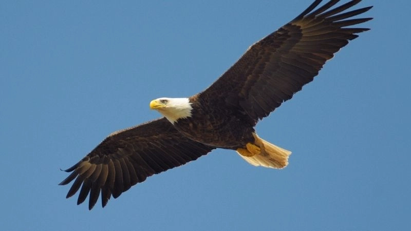 Biểu tượng Mỹ đại bàng đầu trắng tự do