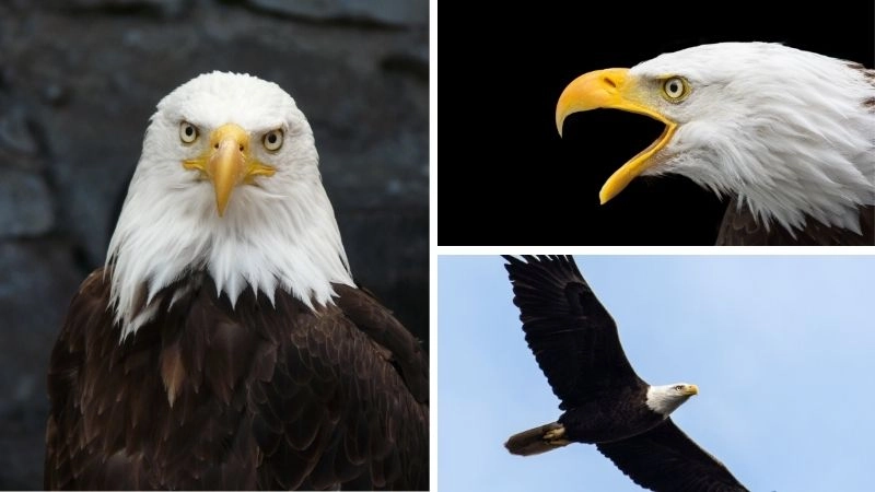 Chim Mỹ sự đa dạng của hệ sinh thái