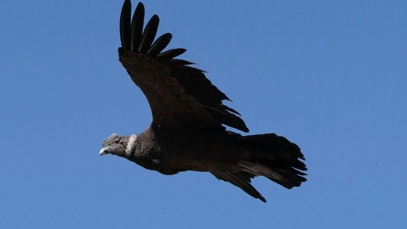 Môi trường núi thử thách cho sự sống chim