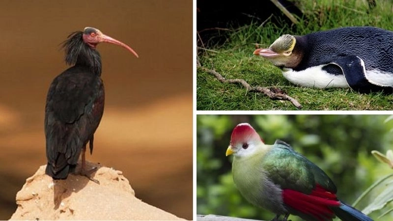 Chim nguy cấp và vai trò sinh thái