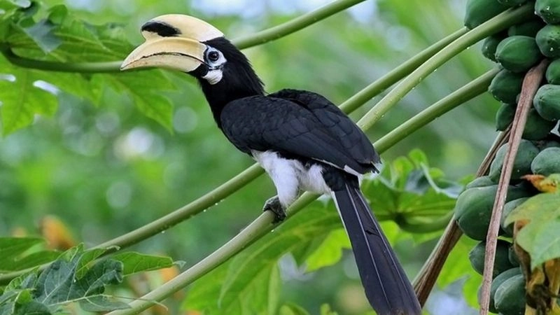 Sách đỏ toàn cầu và ý nghĩa bảo tồn