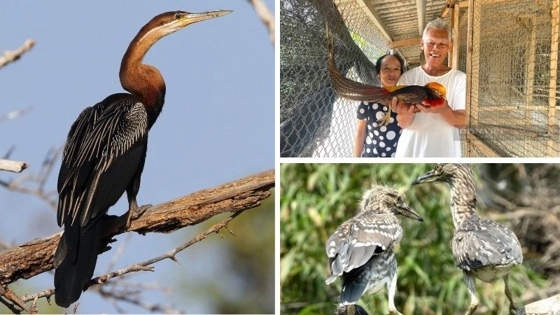 Chim sách đỏ loài chim cần bảo vệ khẩn cấp