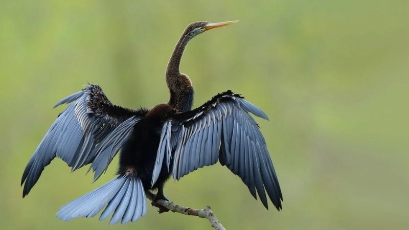 Bảo tồn chim nỗ lực cứu loài bay tự do