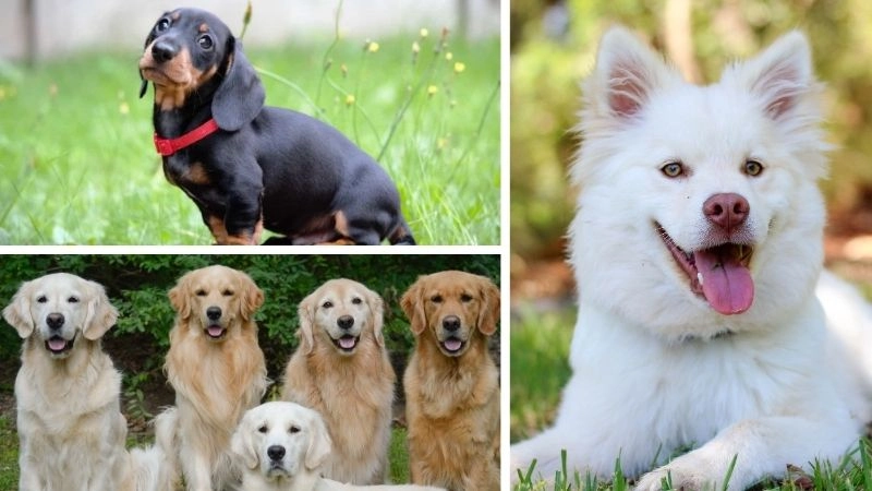 Mối liên kết đặc biệt giữa chó và con người qua hàng ngàn năm