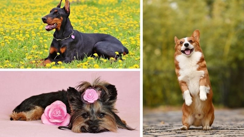 Giống chó thân thiện mang niềm vui đến mọi gia đình Việt