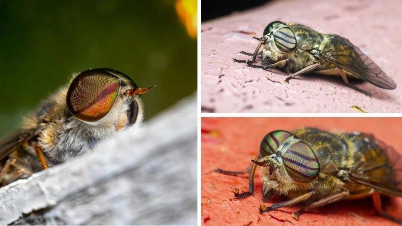 Tốc độ côn trùng sức mạnh thích nghi vượt trội