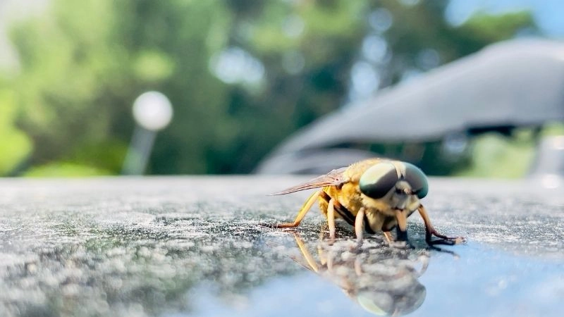 Côn trùng nhanh nhất bậc thầy tốc độ tự nhiên