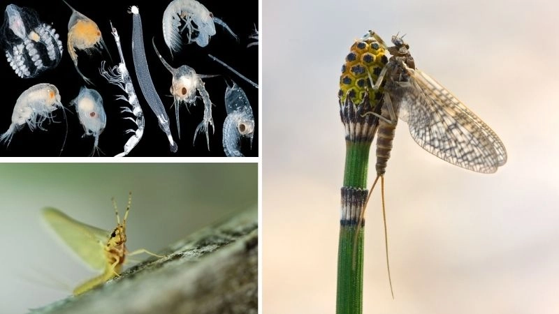 Phù du và vai trò trong chuỗi thức ăn