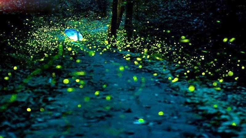 Đặc điểm đom đóm thích nghi với môi trường đêm