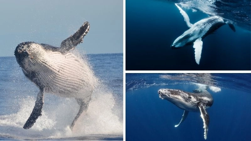 Cá voi xanh khổng lồ hùng vĩ của đại dương